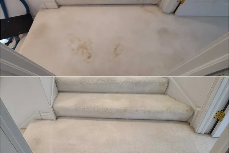 Before After Carpet Cleaning 6 By Haugland Brothers